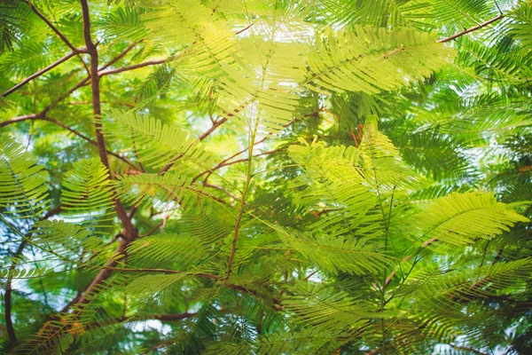 Groene Bladeren Tegen Blauwe Lucht — Stockfoto