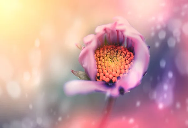 Kwiaty Przyrodzie Ciągu Dnia — Zdjęcie stockowe