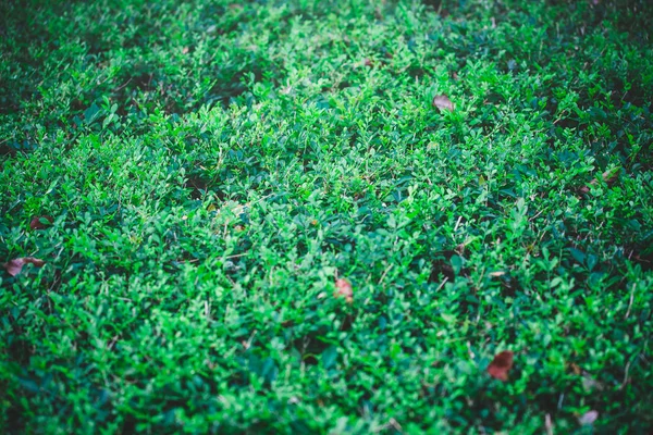 Groene Bladeren Tegen Blauwe Lucht — Stockfoto