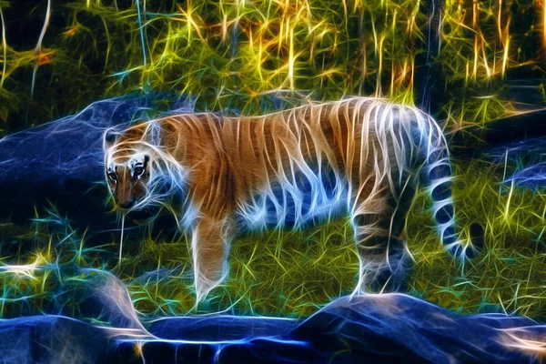 Tiger Steht Über Grünem Gras — Stockfoto