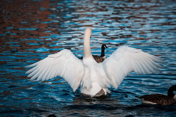 Лебеди Стекаются Озеру Днем — стоковое фото