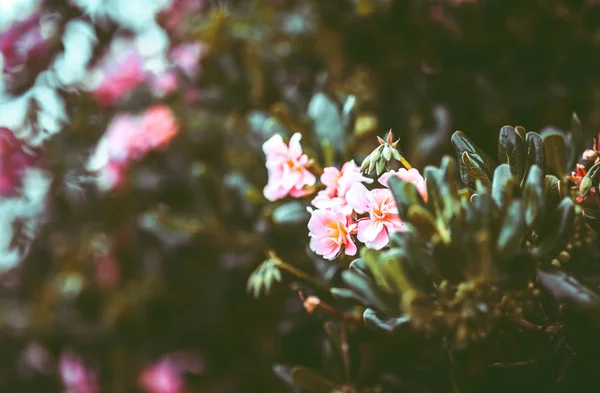 Flores Naturaleza Durante Día —  Fotos de Stock