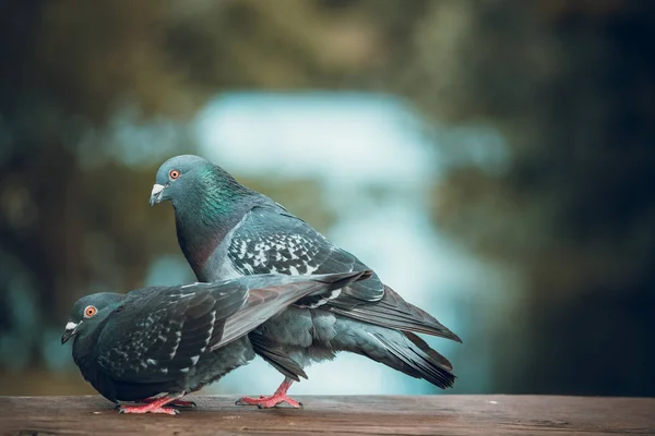 Pigeons Extérieur Pendant Journée — Photo