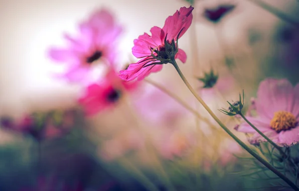 Kukat Luonnossa Päivällä — kuvapankkivalokuva