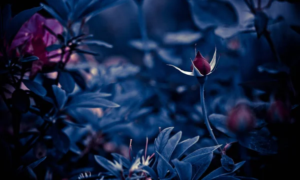 Flores Naturaleza Durante Día — Foto de Stock