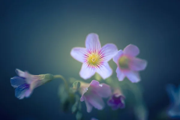 Květiny Přírodě Během Dne — Stock fotografie