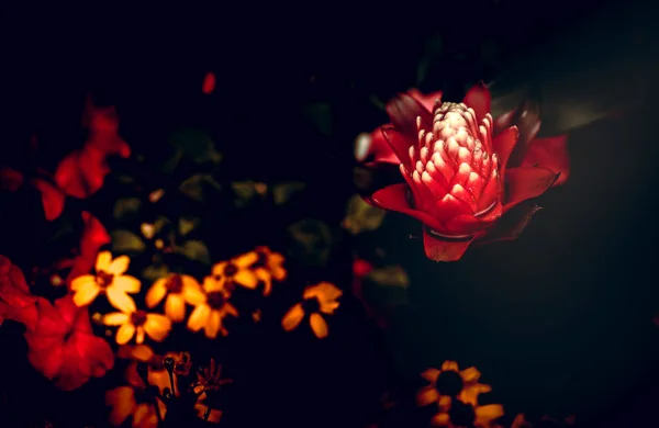 Flores Naturaleza Durante Día —  Fotos de Stock