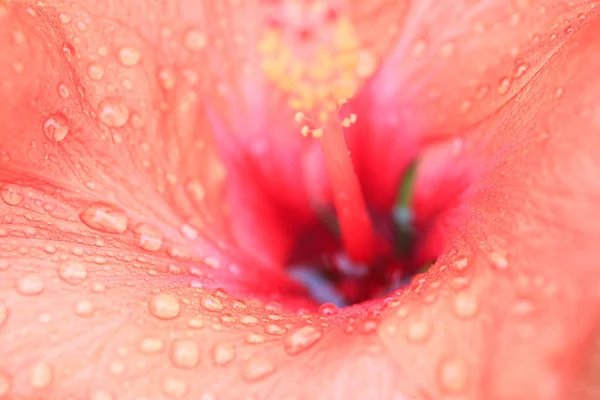 Blüten Der Natur Tagsüber — Stockfoto