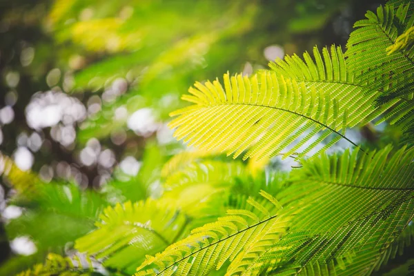 Hojas Verdes Contra Cielo Azul — Foto de Stock