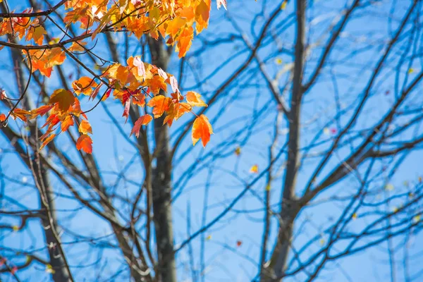 Albero Fiore Durante Giorno Contro Cielo Blu — Foto Stock