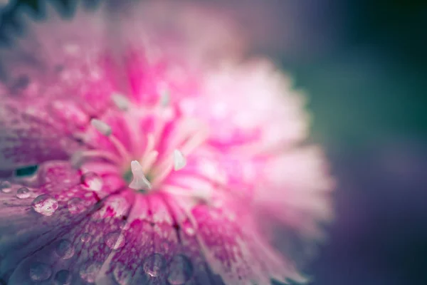 Fleurs Dans Nature Pendant Journée — Photo