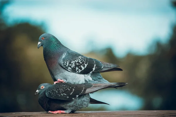 야외에서 비둘기 — 스톡 사진