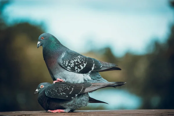 Pigeons Outdoors Daytime — Stock Photo, Image