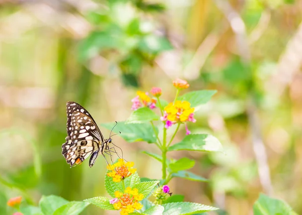 Дневное Время Бабочки Свежем Воздухе — стоковое фото