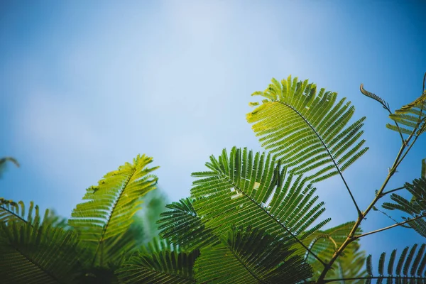 Hojas Verdes Contra Cielo Azul — Foto de Stock