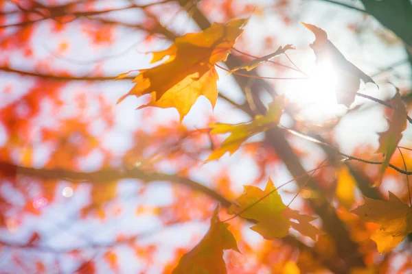 Albero Fiore Durante Giorno Contro Cielo Blu — Foto Stock