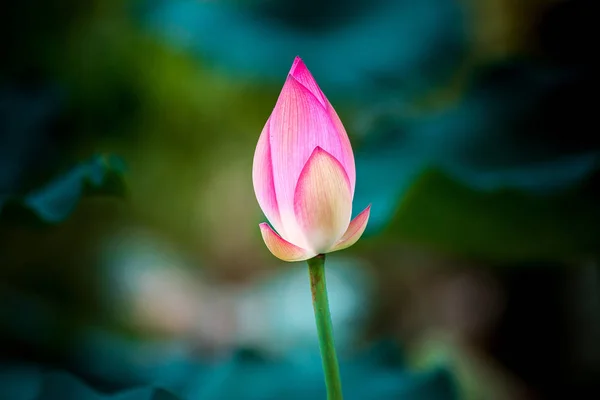 Rózsaszín Tavirózsa Virág — Stock Fotó