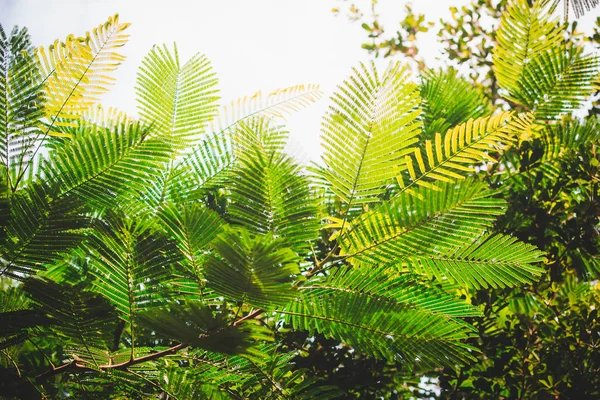 Hojas Verdes Contra Cielo Azul — Foto de Stock