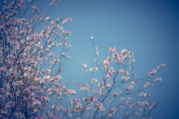 昼間は青い空を背景に開花ツリー — ストック写真