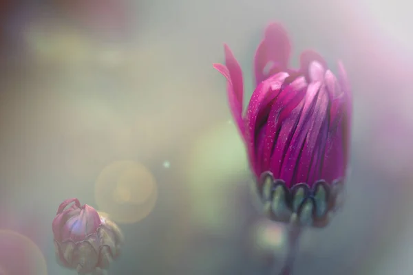 Flowers Nature Daytime — Stock Photo, Image