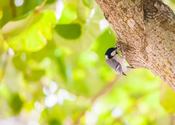 昼間は自然の中の鳥 — ストック写真