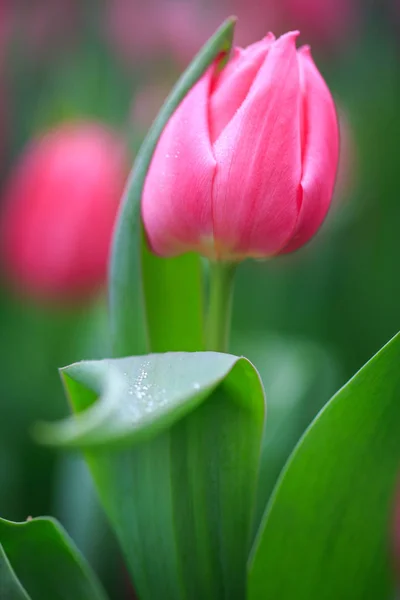 Flores Natureza Durante Dia — Fotografia de Stock