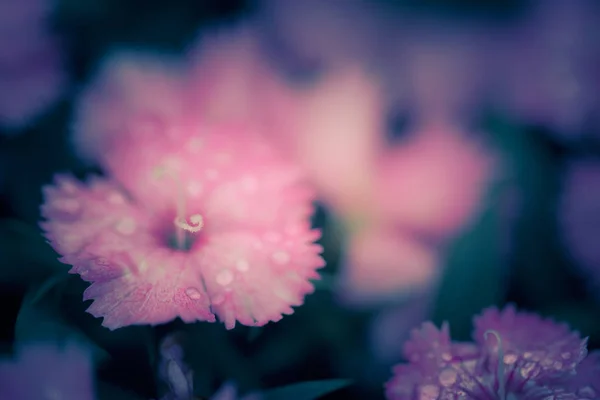 Kwiaty Przyrodzie Ciągu Dnia — Zdjęcie stockowe