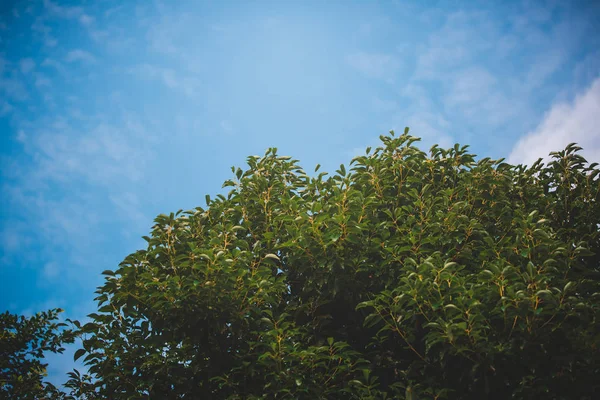 Green Leaves Blue Sky — Stock Photo, Image
