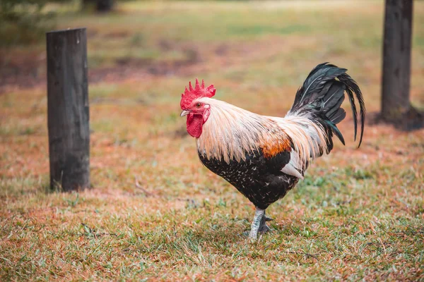 Coq Ferme Pendant Journée — Photo