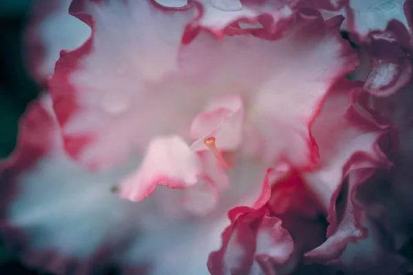 Fleurs Dans Nature Pendant Journée — Photo