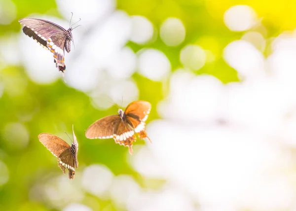 Beautiful Butterfly Outdoors Daytime — Stock Photo, Image