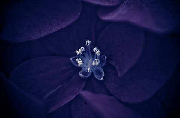 Flowers Nature Daytime — Stock Photo, Image