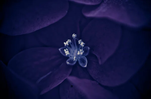 Blommor Naturen Dagtid — Stockfoto