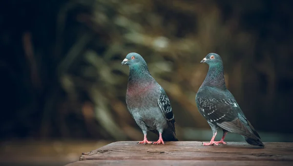 Pigeons Outdoors Daytime — Stock Photo, Image