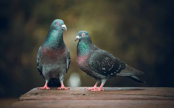 Açık Havada Gündüz Sırasında Güvercinler — Stok fotoğraf