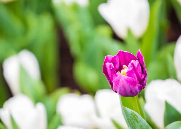 Güzel Lale Çiçek Üzerinde Arka Plan Bulanık — Stok fotoğraf