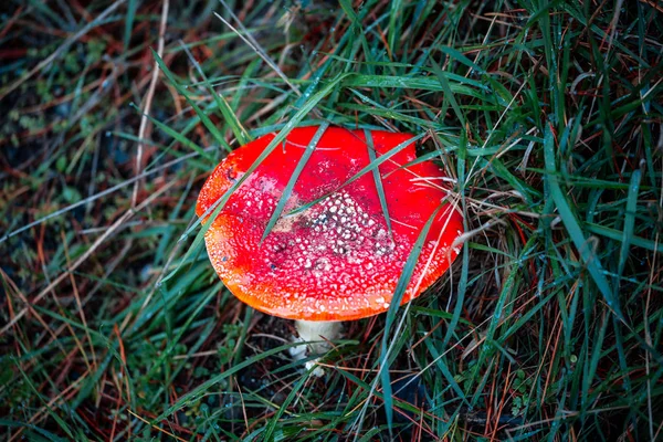 蘑菇在绿草 — 图库照片