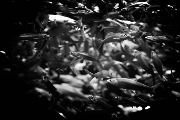水の下で泳ぐ魚 — ストック写真