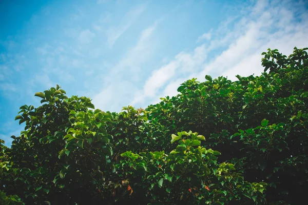 Folhas Verdes Contra Céu Azul — Fotografia de Stock