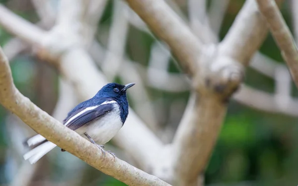 白天大自然中的鸟 — 图库照片