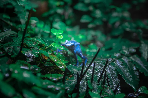 Sarı Şeritli Zehirli Kurbağası — Stok fotoğraf