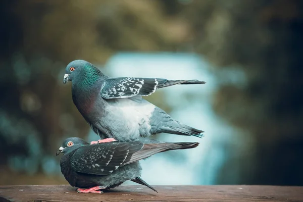 Duiven Overdag Buitenshuis — Stockfoto