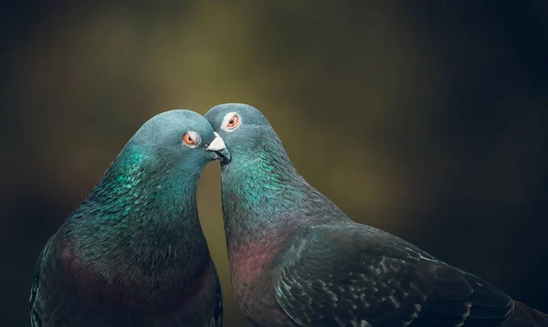 Tauben Tagsüber Freien — Stockfoto