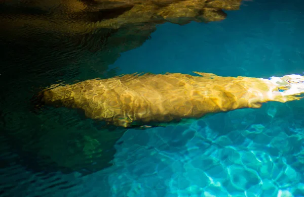Σφραγίδα Κολύμπι Στην Πισίνα — Φωτογραφία Αρχείου