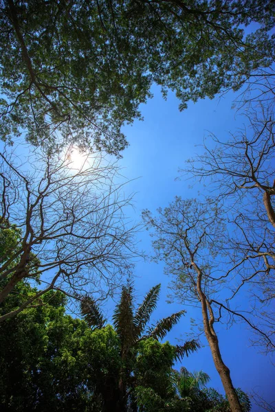 Днем Дерево Зелеными Листьями — стоковое фото
