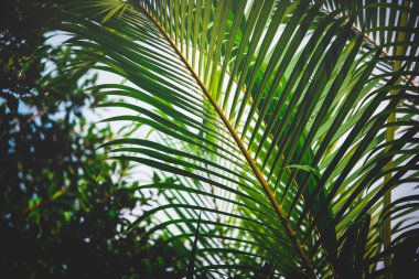 yeşil yapraklar mavi gökyüzüne karşı 