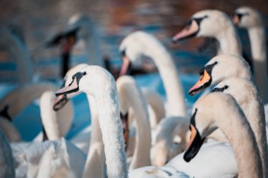 Kuğu sürüsü gündüz sırasında göl kenarında