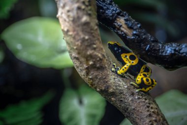 Sarı şeritli zehirli ok kurbağası 