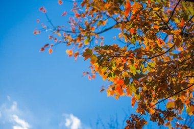gündüz mavi gökyüzü karşı sırasında yeni gelişen ağaç