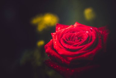 Gündüz sırasında doğada çiçek